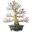 Carpinus coreana, 46 cm, ± 60 jaar oud, met een uitzonderlijk mooie vertakking