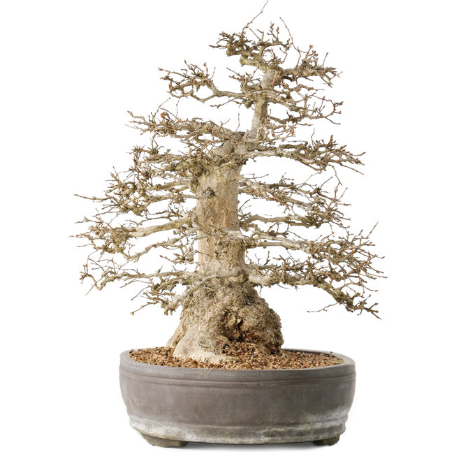 Carpinus coreana, 44 cm, ± 60 ans