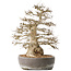 Carpinus coreana, 44 cm, ± 60 years old