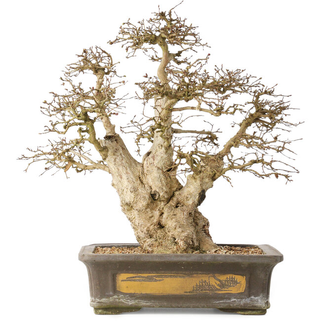 Carpinus coreana, 44 cm, ± 50 jaar oud