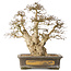 Carpinus coreana, 44 cm, ± 50 jaar oud