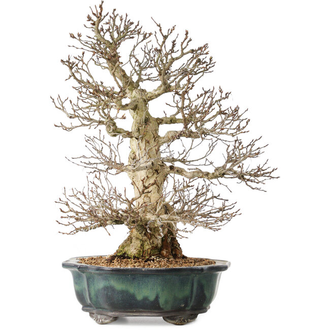 Carpinus coreana, 46 cm, ± 60 años, con una ramificación excepcionalmente bella.