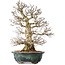 Carpinus coreana, 46 cm, ± 60 jaar oud, met een uitzonderlijk mooie vertakking