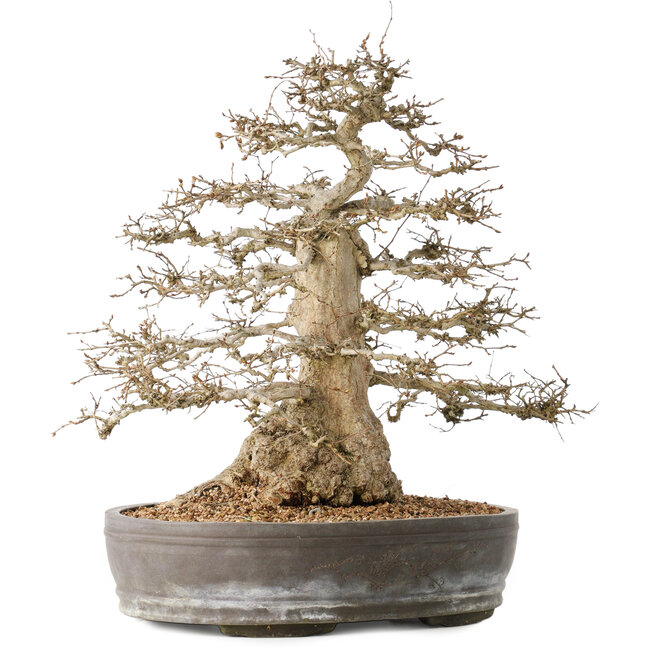 Carpinus coreana, 44 cm, ± 60 years old