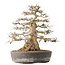 Carpinus coreana, 44 cm, ± 60 jaar oud