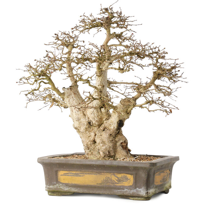 Carpinus coreana, 44 cm, ± 50 Jahre alt