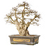 Carpinus coreana, 44 cm, ± 50 jaar oud