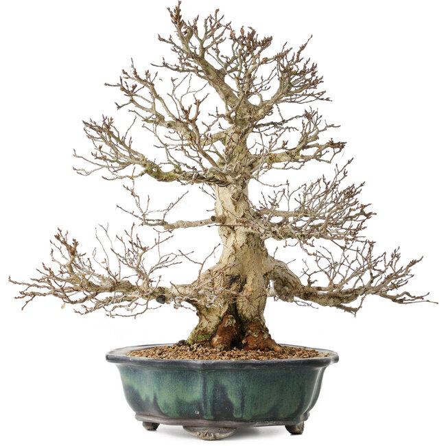 Carpinus coreana, 46 cm, ± 60 años, con una ramificación excepcionalmente bella.
