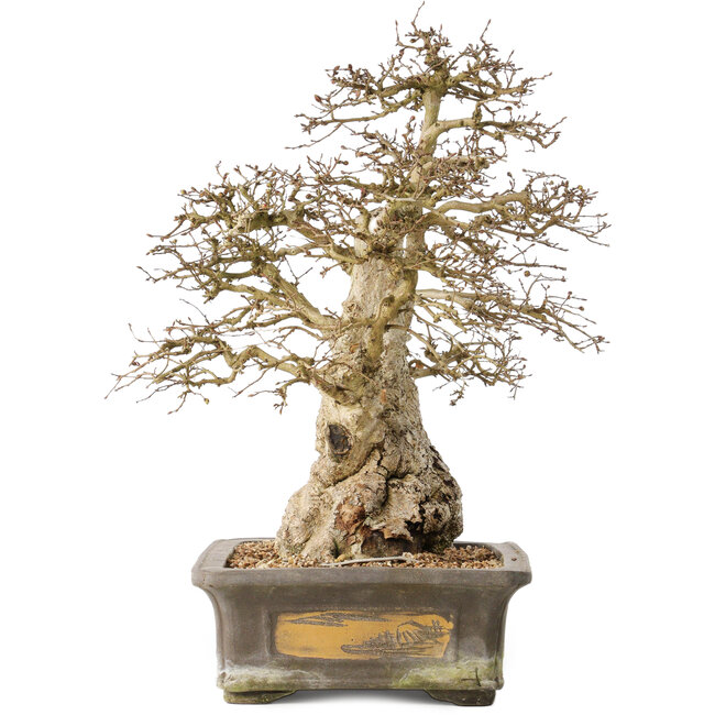 Carpinus coreana, 44 cm, ± 50 ans