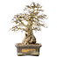 Carpinus coreana, 44 cm, ± 50 jaar oud