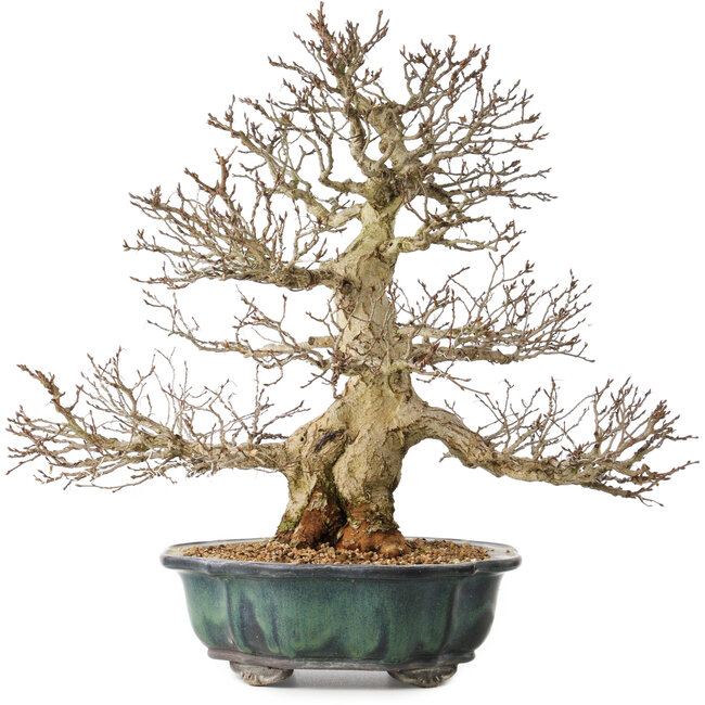 Carpinus coreana, 46 cm, ± 60 ans, avec une ramification exceptionnellement belle