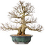 Carpinus coreana, 46 cm, ± 60 years old, with an exceptionally beautiful ramification