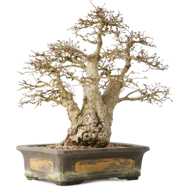 Carpinus coreana, 44 cm, ± 50 jaar oud