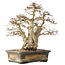Carpinus coreana, 44 cm, ± 50 jaar oud