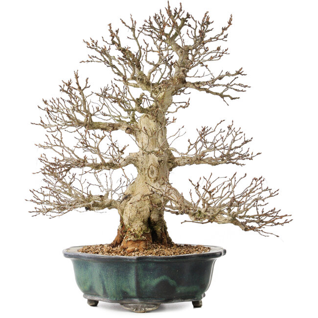 Carpinus coreana, 46 cm, ± 60 years old, with an exceptionally beautiful ramification