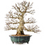 Carpinus coreana, 46 cm, ± 60 jaar oud, met een uitzonderlijk mooie vertakking