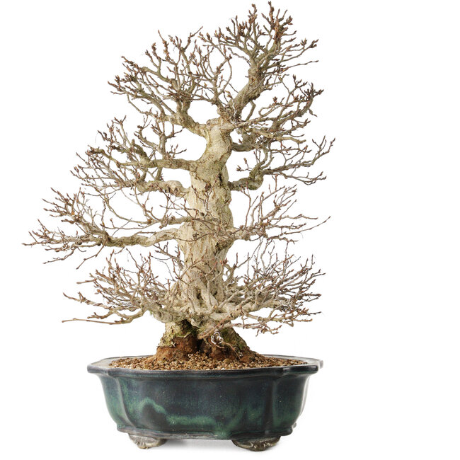 Carpinus coreana, 46 cm, ± 60 years old, with an exceptionally beautiful ramification