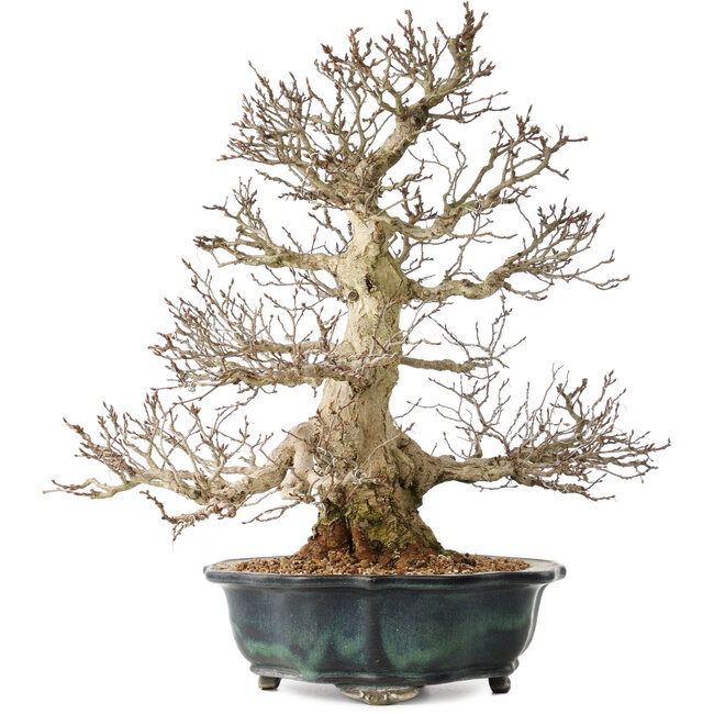 Carpinus coreana, 46 cm, ± 60 jaar oud, met een uitzonderlijk mooie vertakking