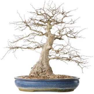 Carpinus coreana, 47 cm, ± 50 jaar oud