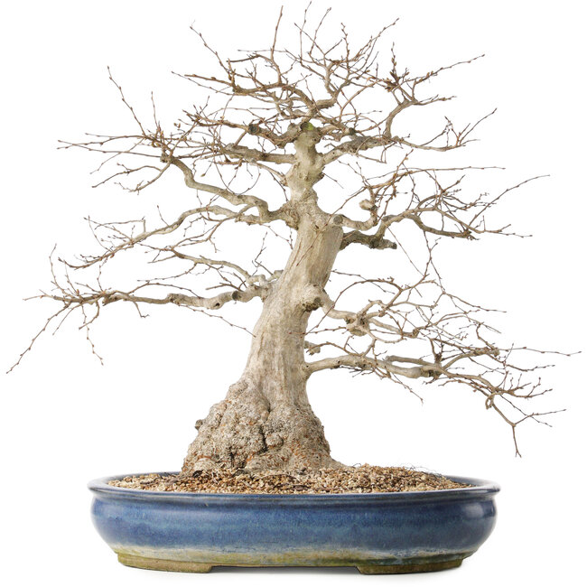 Carpinus coreana, 47 cm, ± 50 jaar oud