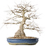 Carpinus coreana, 47 cm, ± 50 jaar oud