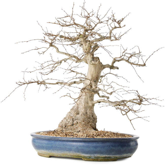 Carpinus coreana, 47 cm, ± 50 years old