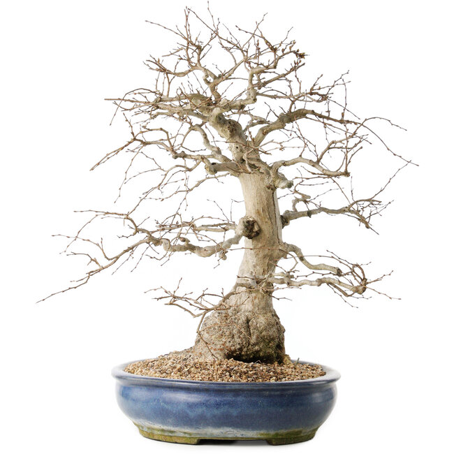 Carpinus coreana, 47 cm, ± 50 anni