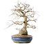 Carpinus coreana, 47 cm, ± 50 jaar oud