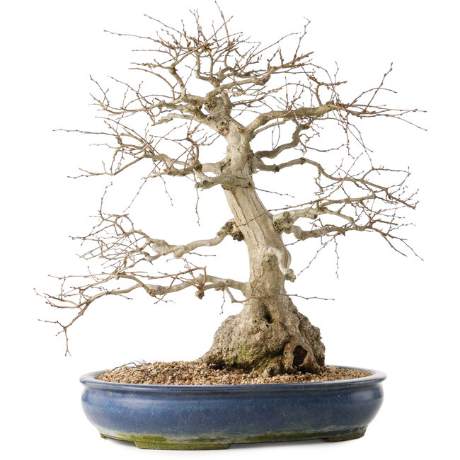 Carpinus coreana, 47 cm, ± 50 ans