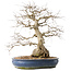 Carpinus coreana, 47 cm, ± 50 jaar oud