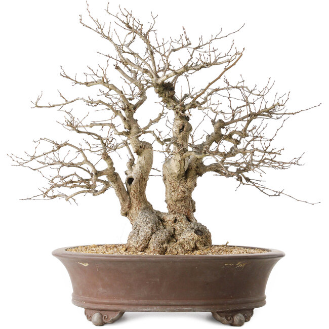 Carpinus coreana, 44 cm, ± 50 jaar oud