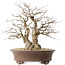 Carpinus coreana, 44 cm, ± 50 jaar oud