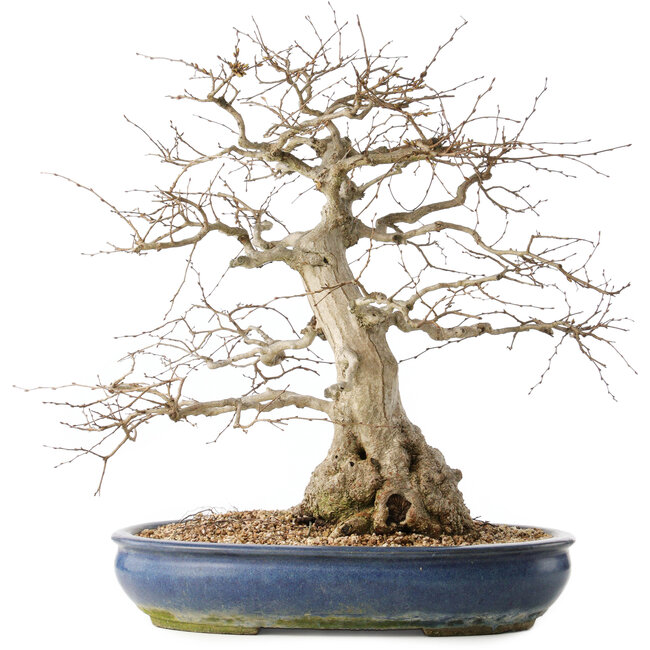 Carpinus coreana, 47 cm, ± 50 ans
