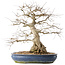 Carpinus coreana, 47 cm, ± 50 jaar oud