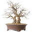 Carpinus coreana, 44 cm, ± 50 jaar oud