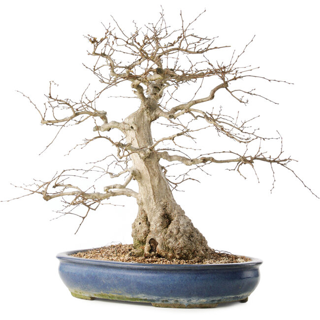 Carpinus coreana, 47 cm, ± 50 years old