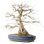 Carpinus coreana, 47 cm, ± 50 jaar oud