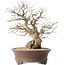 Carpinus coreana, 44 cm, ± 50 jaar oud