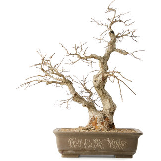 Carpinus coreana, 63 cm, ± 50 jaar oud