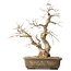 Carpinus coreana, 63 cm, ± 50 jaar oud