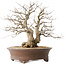 Carpinus coreana, 44 cm, ± 50 jaar oud