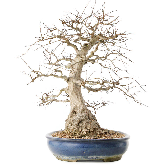 Carpinus coreana, 47 cm, ± 50 ans