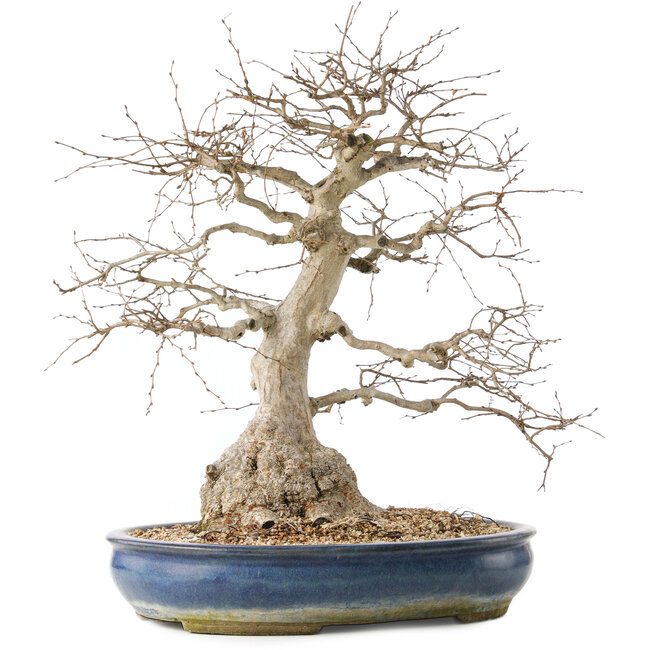 Carpinus coreana, 47 cm, ± 50 jaar oud