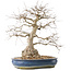 Carpinus coreana, 47 cm, ± 50 jaar oud