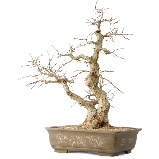 Carpinus coreana, 63 cm, ± 50 ans