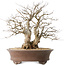 Carpinus coreana, 44 cm, ± 50 jaar oud