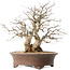 Carpinus coreana, 44 cm, ± 50 jaar oud