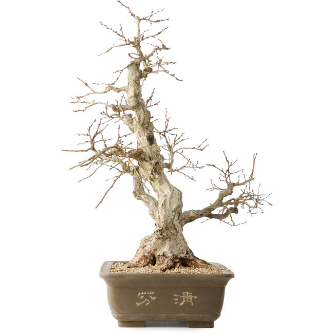 Carpinus coreana, 63 cm, ± 50 ans