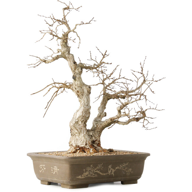 Carpinus coreana, 63 cm, ± 50 ans