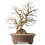 Carpinus coreana, 44 cm, ± 50 jaar oud